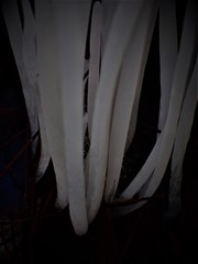 Clavaria alboglobospora