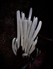 Clavaria alboglobospora