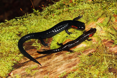 Plethodon jordani