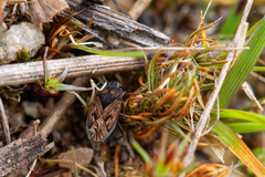 Trapezonotus arenarius