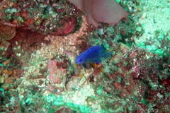 Stegastes rectifraenum