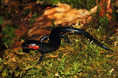 Plethodon jordani