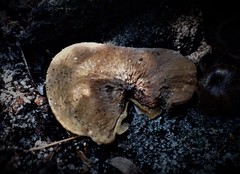 Lactifluus wirrabara