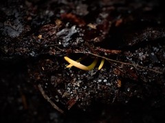 Clavaria tenuipes