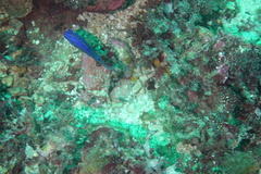 Stegastes rectifraenum