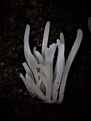 Clavaria alboglobospora