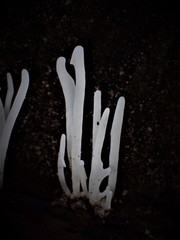 Clavaria alboglobospora