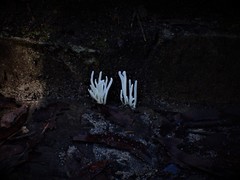 Clavaria alboglobospora