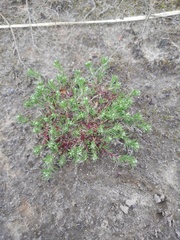 Scleranthus perennis