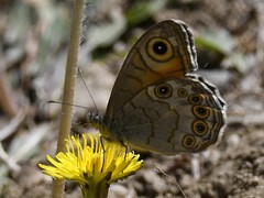 Lasiommata schakra
