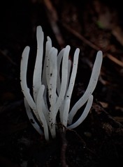 Clavaria alboglobospora