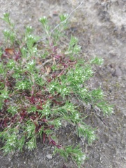 Scleranthus perennis