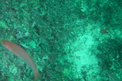 Halichoeres dispilus