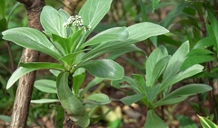 Heliotropium arboreum