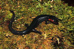 Plethodon jordani