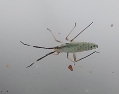 Cyllecoris histrionius