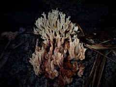 Ramaria lorithamnus