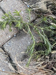 Artemisia vulgaris
