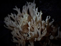 Ramaria lorithamnus