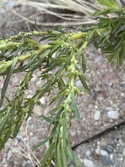 Artemisia vulgaris