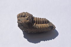Flexicalymene