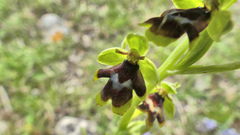 Ophrys insectifera aymoninii