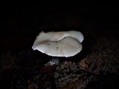Hydnum crocidens