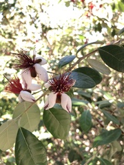 Feijoa