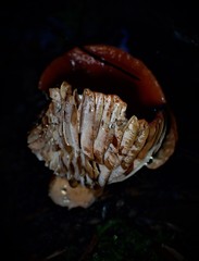 Lactifluus clarkeae