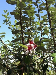 Feijoa