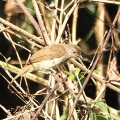 Rubigula erythropthalmos