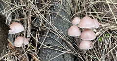 Mycena clarkeana