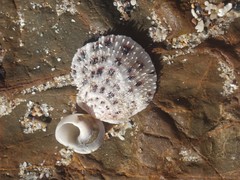 Spondylus nicobaricus