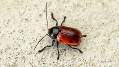 Cryptocephalus coryli