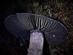 Cortinarius kioloensis