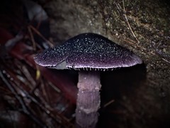 Cortinarius kioloensis