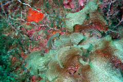 Paralabrax auroguttatus