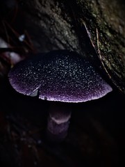 Cortinarius kioloensis