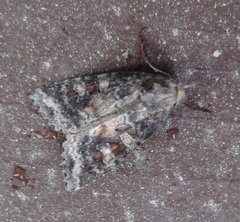 Parastichtis suspecta
