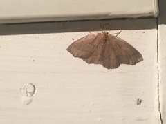 Lambdina pellucidaria