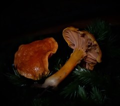 Cantharellus concinnus