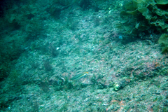 Halichoeres dispilus