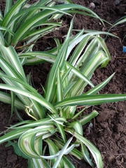 Chlorophytum comosum