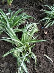 Chlorophytum comosum