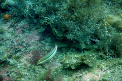 Halichoeres dispilus