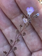 Phacelia douglasii