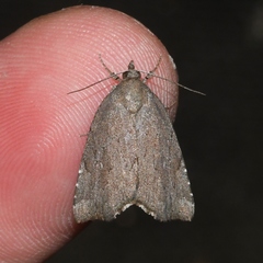 Cutina albopunctella