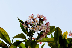 Plumeria rubra