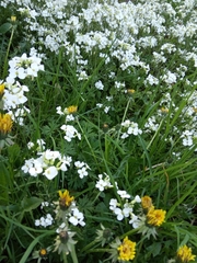 Arabis caucasica
