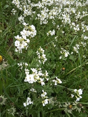 Arabis caucasica